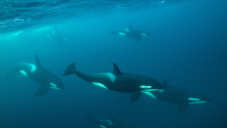 Family of Orcas (Killer Whales) Swimming