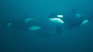 Orca Pair Swimming Underwater