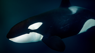 Solo Orca