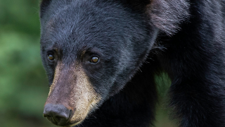 A North American black bear (Ursus americanus) in grassy area.