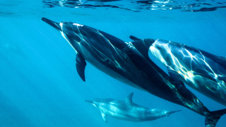 Dolphins featuring attributes of the Delphinidae family.