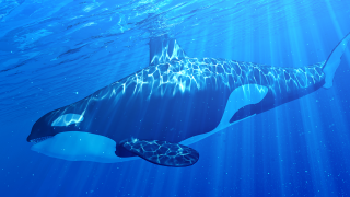 Orca featuring attributes of the Delphinidae family.