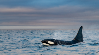 Orca featuring attributes of the Delphinidae family.