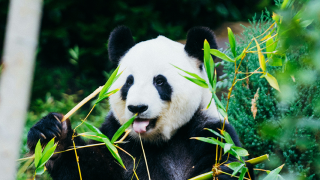 A giant panda (Ailuropoda melanoleuca) eating bamboo.