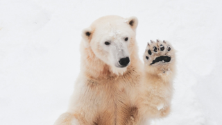 A polar bear (Ursus maritimus) in snow.