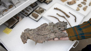 fossilized Denazinosuchus sp. jaw from Grand Staircase-Escalante National Monument 
