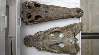 Prehistoric crocodile skulls
