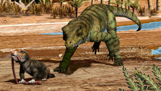 he terrestrial crocodylomorph Hemiprotosuchus leali prepares to devour the early mammal relative Chaliminia musteloides.