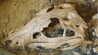 Fossil crocodylomorph specimens exhibiting diverse skull and teeth shapes.