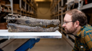 Randy Irmis faces off with a fossil Borealosuchus skull