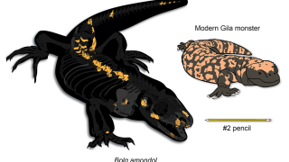 Bolg vs Heloderma Size Comparison