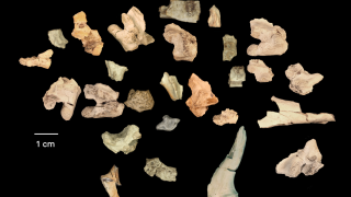 Fragments of Bolg Bones