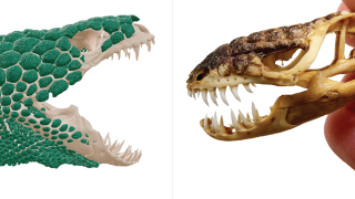 Heloderma and Bolg Skull Comparison on White Background