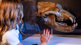 A girl looks at a bear skull on display in a museum exhibit. 