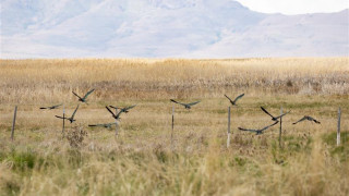 birds at the great salt lake shorelands preserve