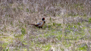 bird at great salt lake shorelands preserve
