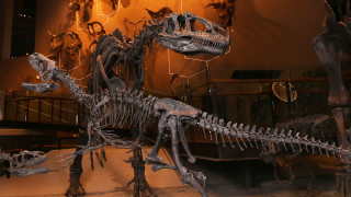 The Past Worlds exhibit at NHMU.
