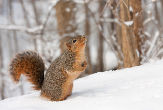 A fox squirrel in the snow.