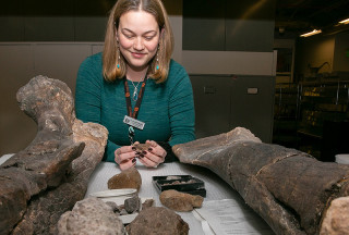A paleontologist, Carrie Levitt-Bussian, looks at fossilized dinosaur bones on a shelf. 