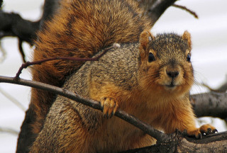 A single Fox Squirrel looks out from a branch