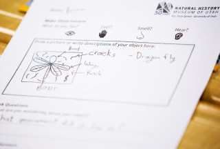 A worksheet showing observations of a dragonfly fossils