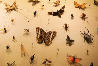 Life Exhibit