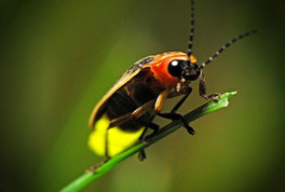 Closeup image of a black and yellow Utah Firefly