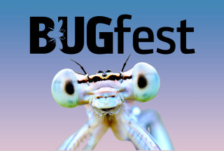 BUGfest