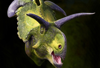 Illustration of the head of Lokiceratops rangiformis, a large, horned dinosaur.