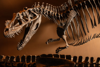 A fossil of Ceratosaurus.
