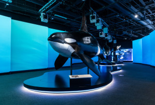 A life-size model of an orca in the exhibition. 