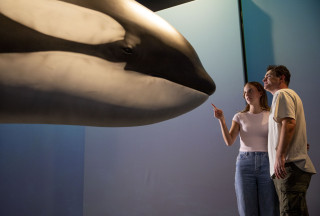 A young couple views a life-sized model of an Orca. 