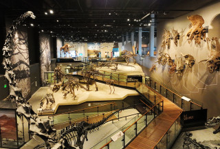 An aerial view of the Past Worlds exhibition at NHMU full of dinosaur fossils.