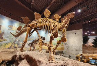A large replica of a stegosaurus