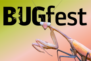 BugFest Logo