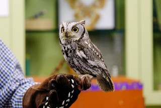 A screech owl sits perched on a handler's glove