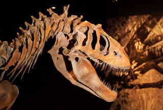 A dinosaur fossil