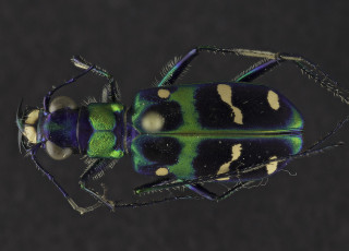 A close-up photo of a Chinese Tiger Beetle