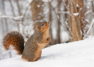 A fox squirrel in the snow.