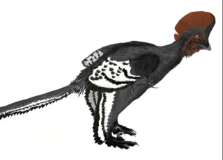 An image of a feathered Anchiornis.