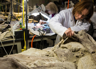 Ann Johnson works on a fossil in a lab.