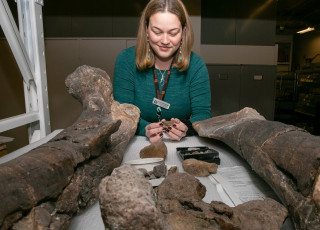 Carrie Levitt-Bussian in holds a fossil in the NHMU Paleontology Collections