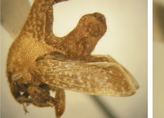 Close up of Cladonota, the &quot;peanut bug.&quot;