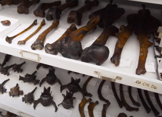 a view of prepared paleo specimens