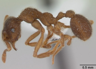 A close up of a fungus ant.