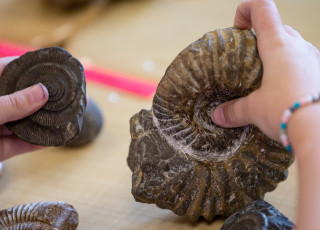 A student compares ammonite fossils