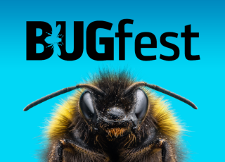 A bee and the text BUGfest.