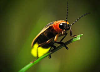 Closeup image of a black and yellow Utah Firefly