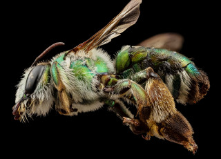A close up photos of Ctenocolletes smaragdinus (green burrowing bee)