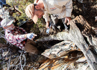 NHMU scientists examine a juniper tree in the field. 